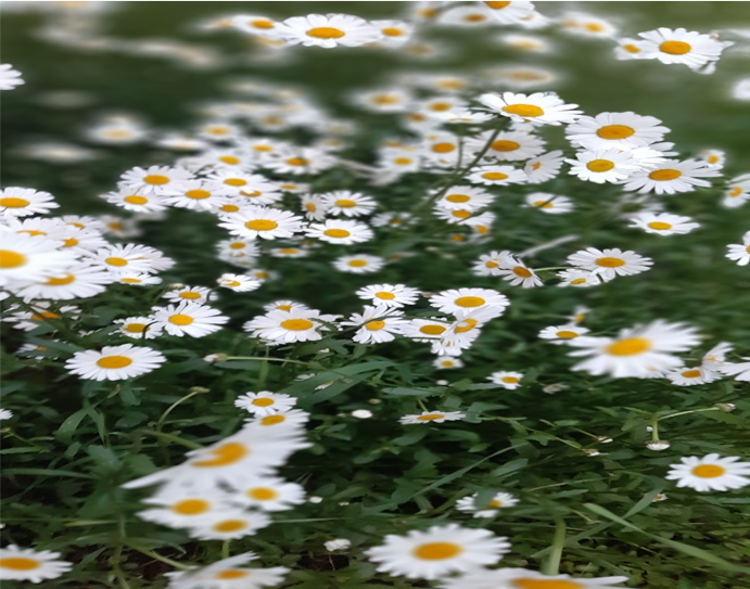 Välkommen till sommarmöte